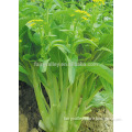 Very early maturity hybrid green cabbage seeds for growing-White Sword